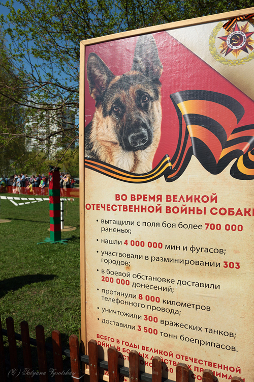 Экспозиция музея собак к празднику Победы в ВОВ, 2019 г